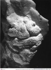 Historisches Foto von Prosopon verrucosum (Reuss, 1858) (NHMW-AFW-GEO-BACHMAYER-FOTO-1990-0041-1690)